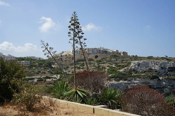 Piękne Agawy Przeciwko Niebu Mieście Mellieha Malta — Zdjęcie stockowe