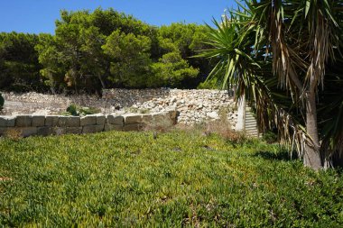 Delosperma düzleştirilmiş yaprak şekilli bir örtüdür. Selmun, Mellieha, Malta. 