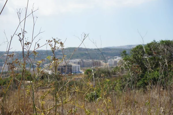 Végétation Unique Résistante Sécheresse Malte Selmun Mellieha Malte — Photo