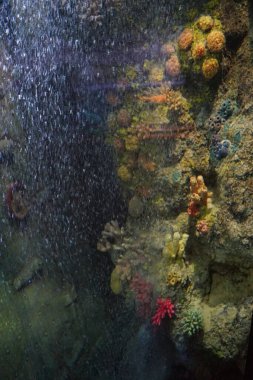 Ağılların ve balıkların büyülü sualtı dünyası. Qawra, Malta 