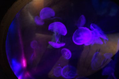 Suda yüzen muhteşem denizanası. Sihirli bir sualtı dünyası. Qawra, Malta 