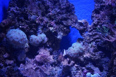 Ağılların ve balıkların büyülü sualtı dünyası. Qawra, Malta  