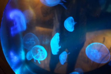 Suda yüzen muhteşem denizanası. Sihirli bir sualtı dünyası. Qawra, Malta 