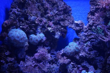 Ağılların ve balıkların büyülü sualtı dünyası. Qawra, Malta  