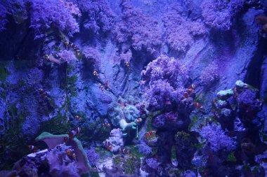 Ağılların ve balıkların büyülü sualtı dünyası. Qawra, Malta  