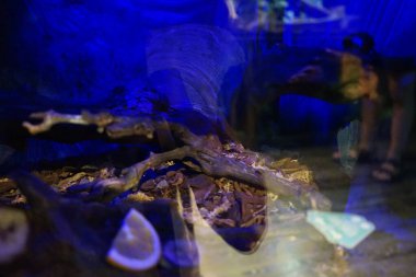 Soyutlama. Böcekli teraryum. Qawra, Malta