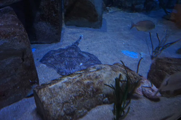 Rays Water Rays Batoidea Distinguished Flattened Bodies Enlarged Pectoral Fins — Stock Photo, Image