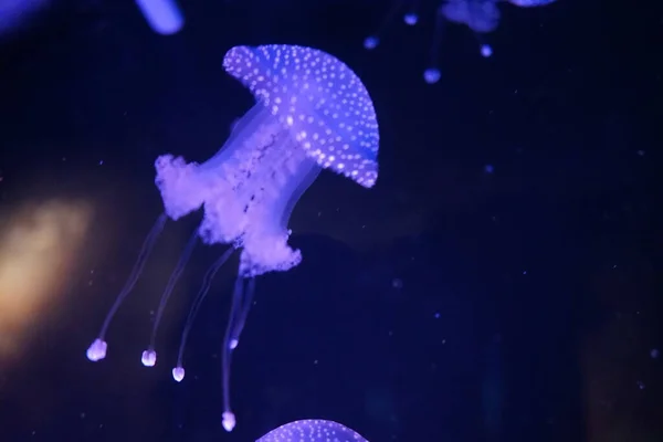 Magnifique Méduses Flottant Dans Eau Monde Sous Marin Magique Qawra — Photo