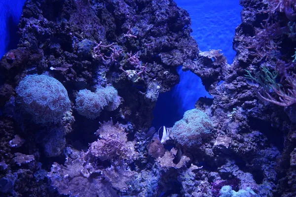 Ağılların ve balıkların büyülü sualtı dünyası. Qawra, Malta  