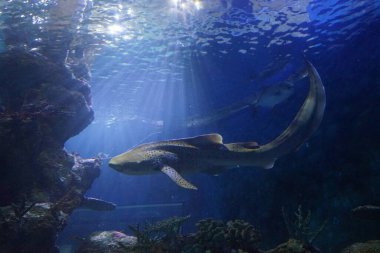 Suda köpekbalığı var. İnanılmaz su altı dünyası. Qawra, Malta 