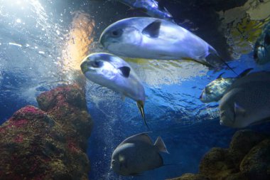 Suda balık sürüleri. Su altı dünyası çok güzel. Qawra, Malta