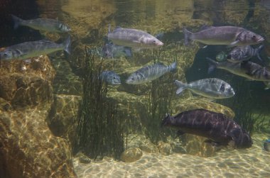 Suda balık sürüleri. Su altı dünyası çok güzel. Qawra, Malta