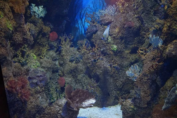 Eine Magische Unterwasserwelt Aus Korallen Und Fischen Qawra Malta — Stockfoto