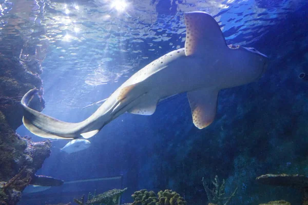 Suda Köpekbalığı Var Nanılmaz Altı Dünyası Qawra Malta — Stok fotoğraf