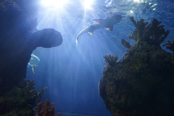 Акула Воде Удивительный Подводный Мир Qawra Malta — стоковое фото