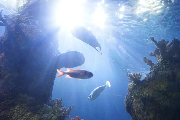 Underbar Undervattensvärld Alger Koraller Och Fiskar Qawra Malta — Stockfoto