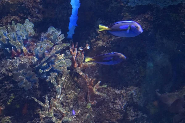 Волшебный Подводный Мир Загонов Рыб Qawra Malta — стоковое фото