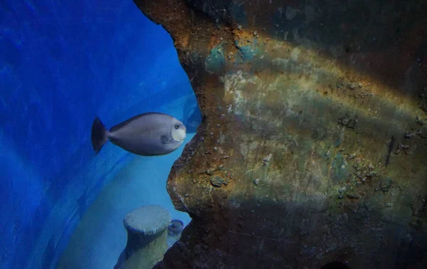 Прекрасный Подводный Мир Водорослей Загонов Рыб Qawra Malta — стоковое фото