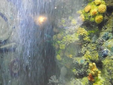 Ağılların ve balıkların büyülü sualtı dünyası. Qawra, Malta 