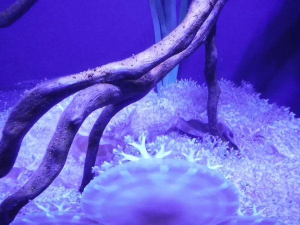水中に浮かぶ雄大なクラゲ 魔法の水中世界 マルタのカワラ — ストック写真