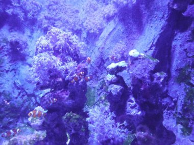 Ağılların ve balıkların büyülü sualtı dünyası. Qawra, Malta 