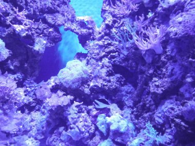 Ağılların ve balıkların büyülü sualtı dünyası. Qawra, Malta 