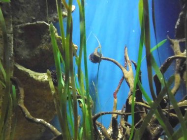 Deniz yosunlarının, ağılların ve balıkların harika sualtı dünyası. Qawra, Malta 