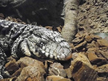 Monitör kertenkeleler Varanus cinsindeki büyük kertenkelelerdir. Qawra, Malta 