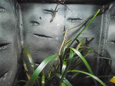 Kertenkele teraryumda. Qawra, St. Paul Körfezi, Malta