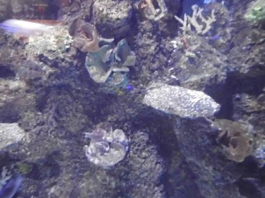 Ağılların ve balıkların büyülü sualtı dünyası. Qawra, Malta 