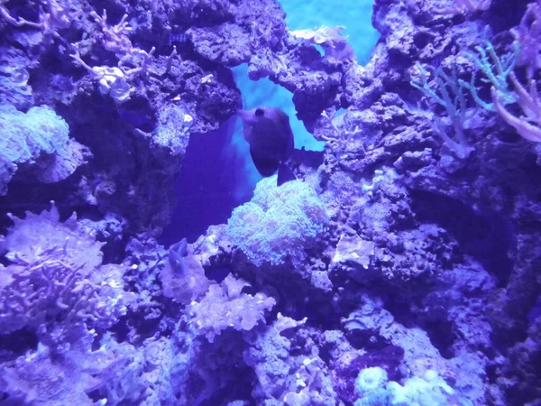 サンゴと魚の魔法の水中世界 マルタのカワラ — ストック写真