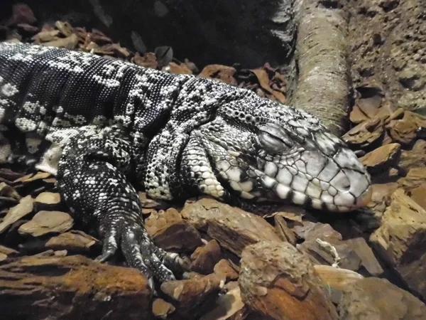 Lagartos Monitores São Grandes Lagartos Gênero Varanus Qawra Malta — Fotografia de Stock