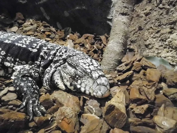 Lagartos Monitores São Grandes Lagartos Gênero Varanus Qawra Malta — Fotografia de Stock