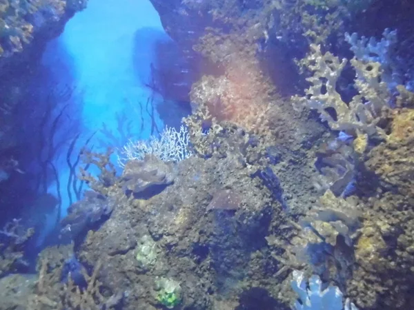 Волшебный Подводный Мир Загонов Рыб Qawra Malta — стоковое фото