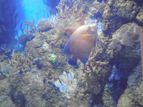 산호와 물고기들의 마법의 세계입니다 카프라 — 스톡 사진
