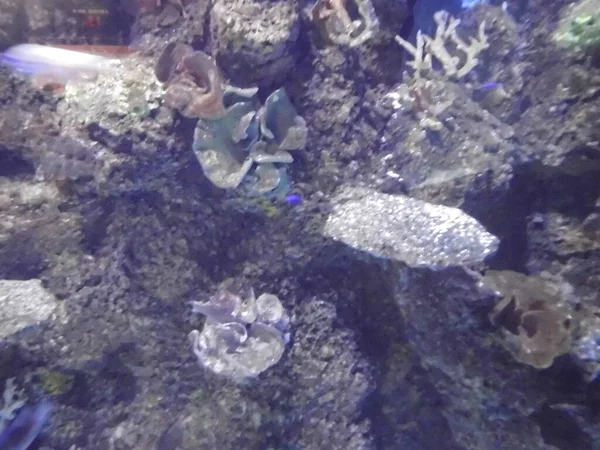 Ağılların ve balıkların büyülü sualtı dünyası. Qawra, Malta 