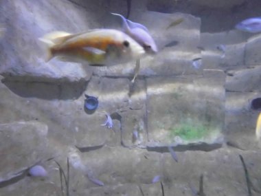 Deniz yosunlarının, ağılların ve balıkların harika sualtı dünyası. Qawra, Malta 