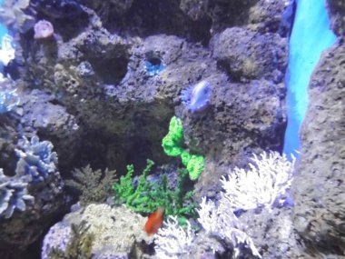 Ağılların ve balıkların büyülü sualtı dünyası. Qawra, Malta 