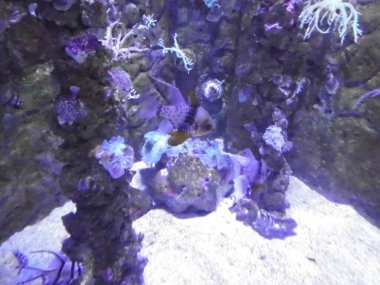 Ağılların ve balıkların büyülü sualtı dünyası. Qawra, Malta 