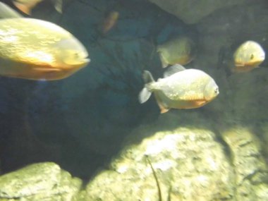 Suda balık sürüsü. Su altı dünyası çok güzel. Qawra, St. Paul Körfezi, Malta