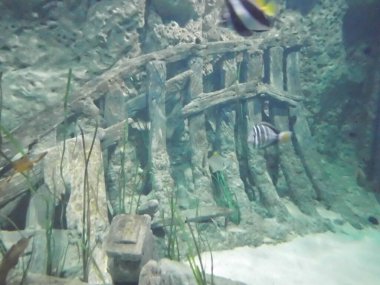 Deniz yosunlarının, ağılların ve balıkların harika sualtı dünyası. Qawra, Malta 