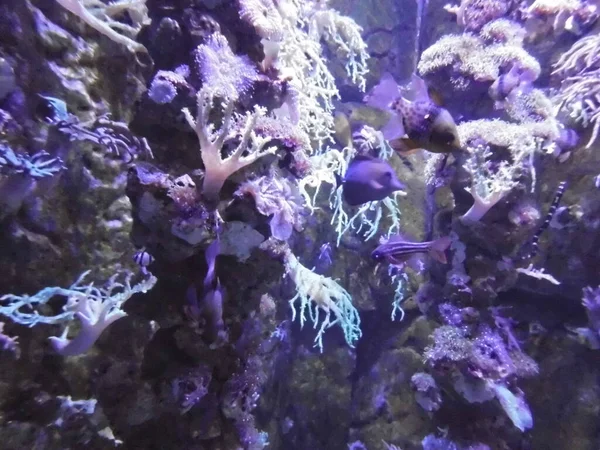 Magico Mondo Sottomarino Coralli Pesci Qawra Malta — Foto Stock
