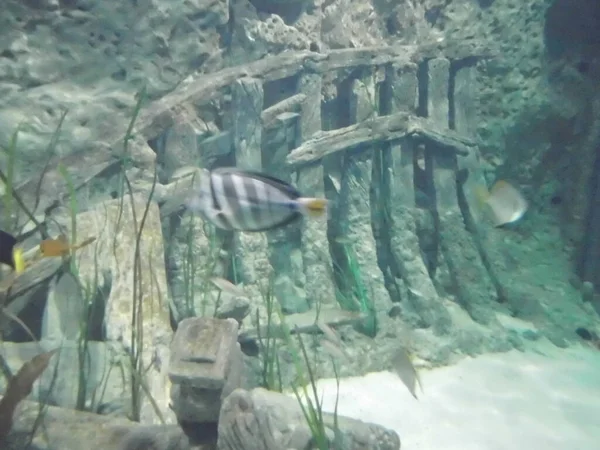 Deniz yosunlarının, ağılların ve balıkların harika sualtı dünyası. Qawra, Malta 