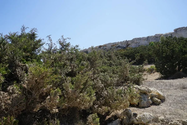 Magnífico Paisaje Montaña Con Vegetación Única Fortizza Riviera Ghajn Tuffieha — Foto de Stock