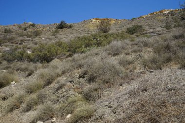 Fortizza Riviera 'da eşsiz bitki örtüsüyle muhteşem bir dağ manzarası. Ghajn Tuffieha, Mellieha, Malta 