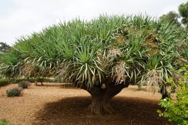 Dracaena draco (Kanarya Adaları Ejderha Ağacı veya Drago), Dracaena familyasından bir ağaç türü. Floriana, Malta