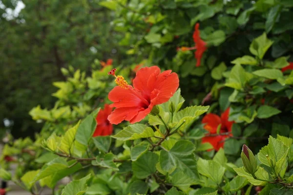 Hibiskus Ist Eine Pflanzengattung Aus Der Familie Der Malvengewächse Malvaceae — Stockfoto