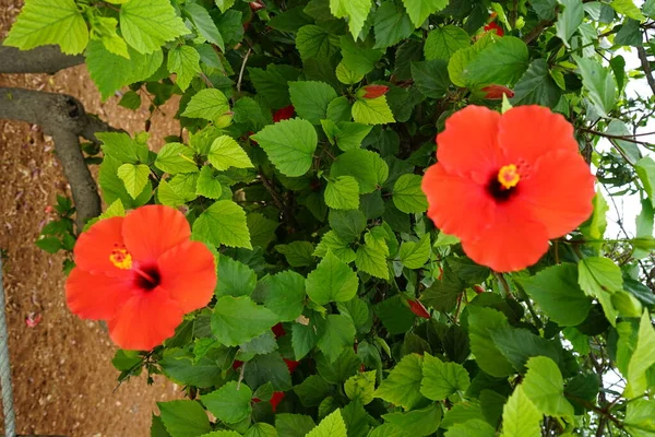 Hibiscus Род Цветущих Растений Семейства Мальвовых Фасана Мальта — стоковое фото