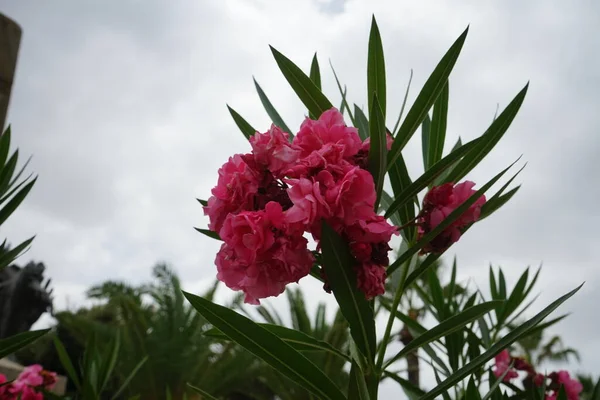 Rhododendron Vedartad Växt Familjen Ericaceae Hed Floriana Malta — Stockfoto