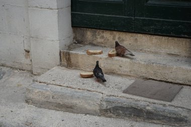 Malta 'nın başkenti Valletta' nın tarihi merkezinde bir evin verandasındaki güvercinler..